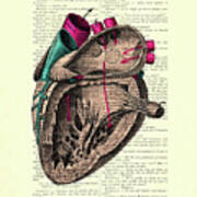 Anatomical Heart Art Print