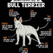 funny bull terrier