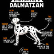 funny dalmatian