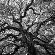 Angel Oak Art Print