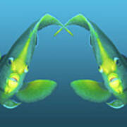 Angelfish - Like A Pair Of Twins On Gradient Blue - Art Print