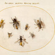 Animalia Rationalia Et Insecta, Plate Lxviii Art Print