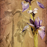 Antique Iris Art Print
