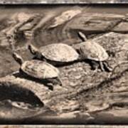Antique Turtles Art Print