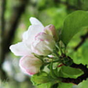 Apple Blossoms 2 Art Print