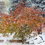 Apricot Tree In A Winter Storm Art Print
