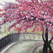 April In Paris Cherry Blossoms Art Print