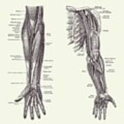 Arm And Hand Diagram - Dual View - Vintage Anatomy 2 Art Print