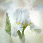Artistic White Iris Art Print