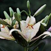 Asiatic Lily Blossoms And Buds Art Print
