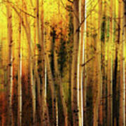 Aspen Glory Art Print