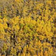 Aspen Texture Art Print