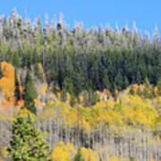 Aspens And Snowy Trees, Mirror Lake Scenic Byway Art Print