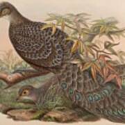 Assam Peacock Pheasant Art Print
