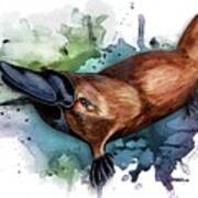Australian Platypus Art Print