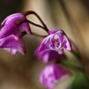 Australia's Native Orchid Small Dendrobium Art Print