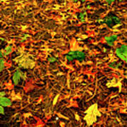 Autumn Colors On The Forest Floor Art Print