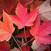 Autumn / Fall Leaves Painting Art Print