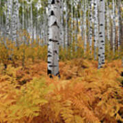 Autumn In Forest Of Golden Ferns And Aspen Trees In Colorado Art Print