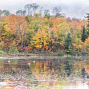 Autumn Swan Lake Art Print