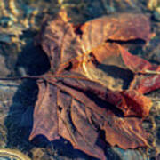 Autumn Underwater - Upper Delaware River Art Print