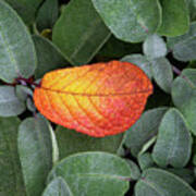 Autumnal Leaf In A Sage Bush Art Print