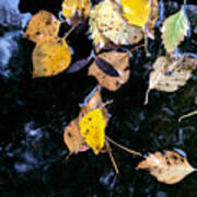 Autumnal Yellow Leaves Floating In Puddle After Rain Art Print