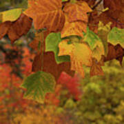 Autumn's Leaves Art Print
