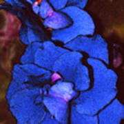 Blue Violets Art Print