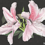 Azaleas With Black Art Print