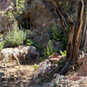 Baby Bighorns Dueling Art Print