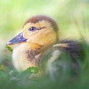 Baby Duckling In The Weeds Art Print