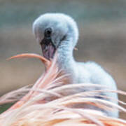 Baby Flamingo 14 Days Old 5 Art Print