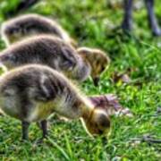 Baby Geese Art Print