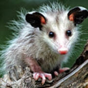 Baby Opossum Art Print