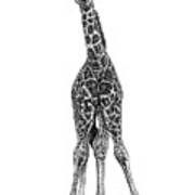 Baby Rothschilds Giraffe Ink Illustration Art Print