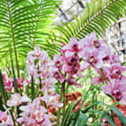 Balboa Park Pink Orchids Art Print