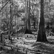 Bald Cypress On Dry Land In Black And White Art Print