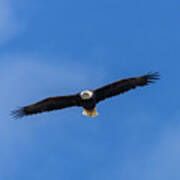 Bald Eagle In Majestic Flight Art Print