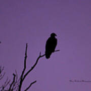 Bald Eagle In Silhouette Art Print