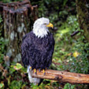 Bald Eagle Is Posing For The Camera Art Print