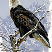 Bald Eagle Perched In Snow-covered Tree Art Print