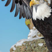 Bald Eagle Stretch Art Print