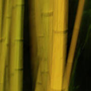 Bamboo Blur 1 Art Print