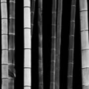 Bamboo, Study I Art Print