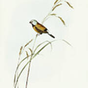 Banded Grass Finch, Poephila Cincta Art Print