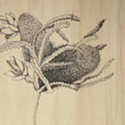 Banksia Art Print