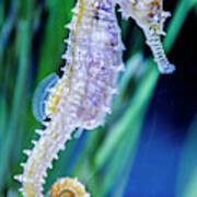 Barbou's Seahorse Art Print