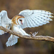 Barn Owl Landing #2 Art Print