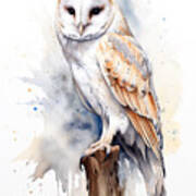 Barn Owl, Tyto Alba, Perched On A Tree Stump. Digital Watercolour Painting On White. Art Print